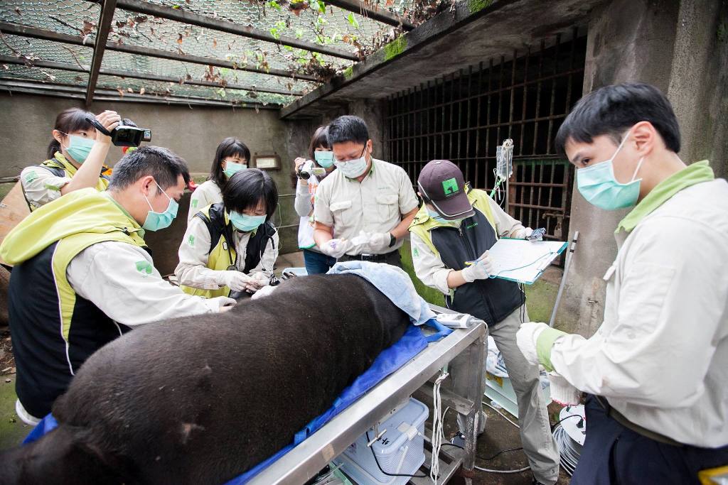 新竹動物園為進行園區整建，暫時將部分動物遷往木柵、六福村動物園。圖：翻攝林智堅臉書