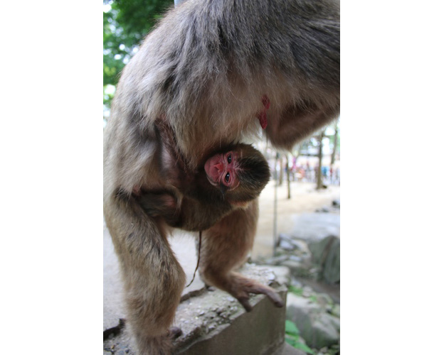 這隻名叫夏綠蒂的猴寶寶黏在媽媽懷裡，非常可愛。圖：翻攝每日新聞