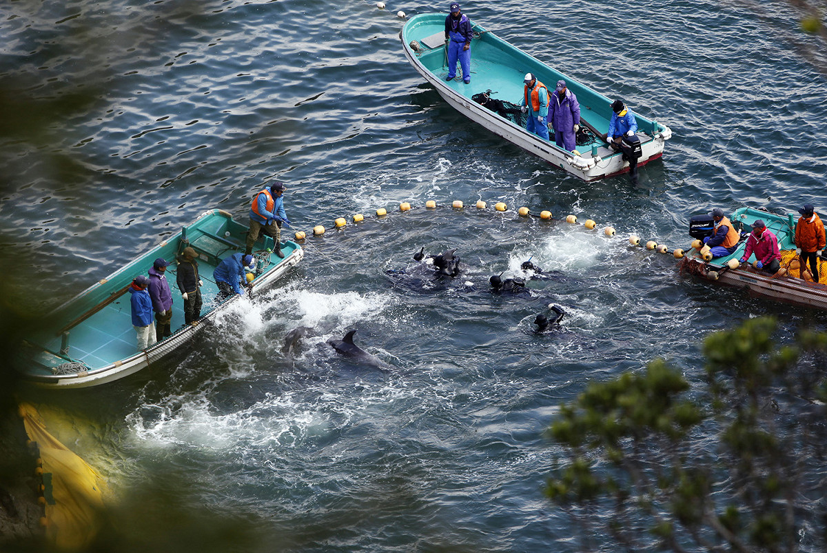 2014年1月，日本漁民在太地海域撒網圍捕海豚群。圖片來源：達志影像/路透社