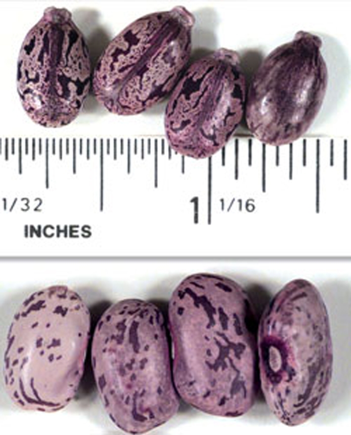 圖片上方為用來製造劇毒蓖麻毒素的蓖麻子豆(castor bean)；下方為形狀相似、可食用、或用做飼料的花豆(pinto bean)。圖片來源：達志影像/路透社。