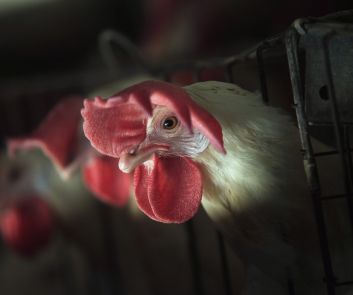 聯合國糧農組織(FAO) 19日指出，患A型H7N9流感的病人不會對家禽構成威脅。圖片來源：翻攝自網路。
