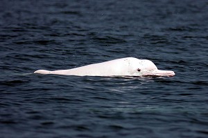 白海豚出沒在苗栗至台南沿海。圖片來源：中央社