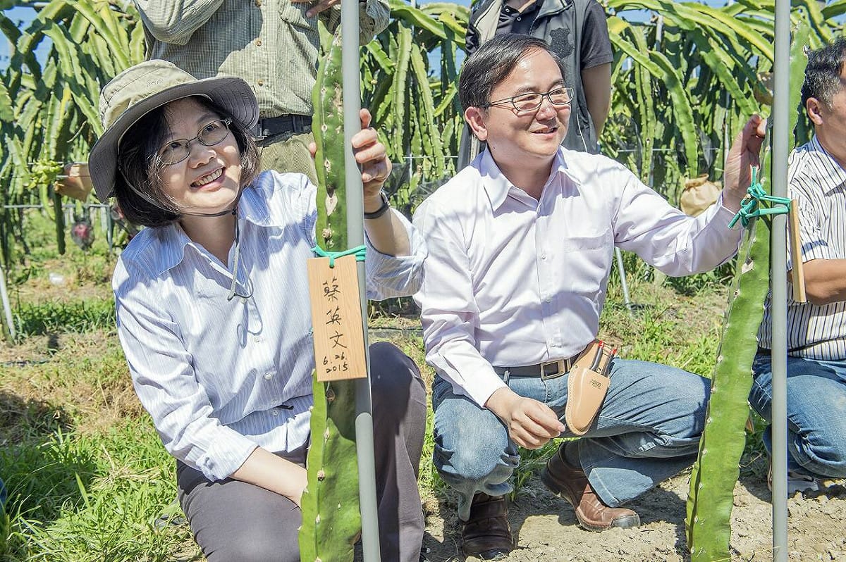 民進黨主席暨總統候選人蔡英文26日至台東卑南鄉，與黨籍立委劉櫂豪一起栽種火龍果苗。圖：民進黨提供