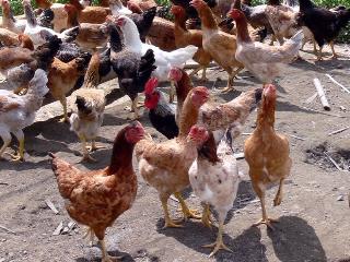 農委會今（25）日表示，由於我國仍為H7N9動物疫情之非疫國，因此，國產禽肉及禽蛋是安全的，民眾不用擔心及過度恐慌。圖：中央社資料照片