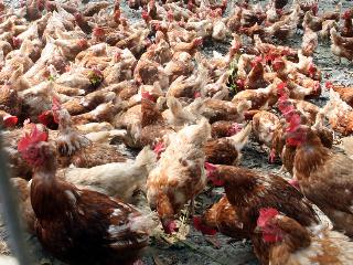 農委會今日證實台南官田雞場並未感染H5N2禽流感，但台南善化雞場因雞隻出盡，無法進行確認。圖片來源：中央社資料照片。