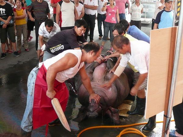 多組動保團體今天指出，國內宗教活動仍有部分維持虐待動物的陋習，農委會應進行管制。圖：台灣動物社會研究會提供。