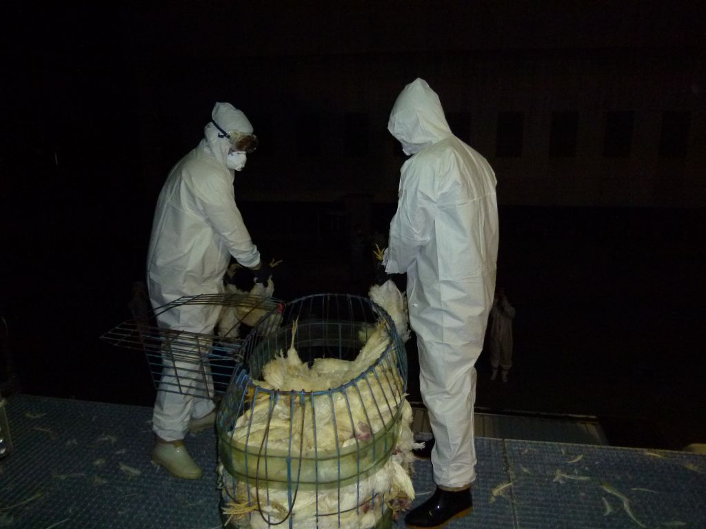 屏縣大武山蛋雞場爆發禽流感疫情，目前12萬雞隻已進行全面撲殺。圖：屏東縣政府提供。