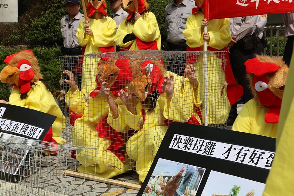 學生扮演雞被關在格子籠裡，替每年3000多萬隻母雞請命，而他們前方的小籠子，便是養雞場正在使用，真正關住蛋雞的籠子。圖2之1：林雨佑/攝