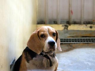 台灣淪為狂犬病疫區，高雄市農業局將將優先進行山區、收容中心犬貓注射狂犬病疫苗。圖片來源：中央社資料照片。