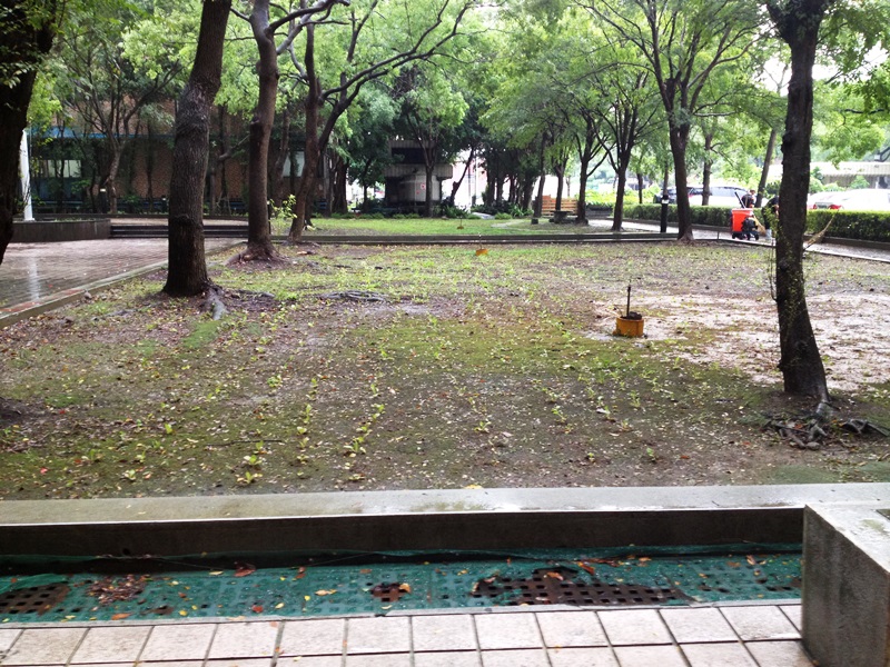 一旁的花圃裡，民眾植下的青江菜長大了。圖5之4：王立柔/攝