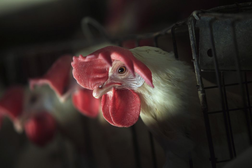 香港確診首宗人類感染H7N9禽流感病案，港府已將流感大流行的應變計劃戒備級別提升至「嚴重」級別。圖片來源：達志影像/路透社資料照片
