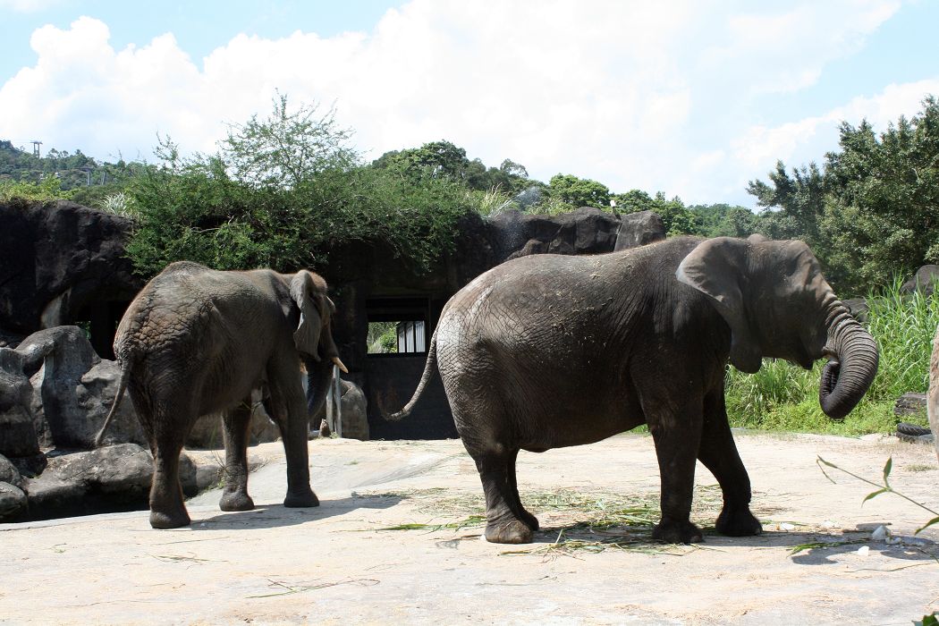 台北市立動物園今（9）日特別讓不曾嚐過冰塊滋味的非洲動物們一嚐冰塊，清涼消暑一下。圖左為美代，圖右為千惠。圖：林良齊/攝