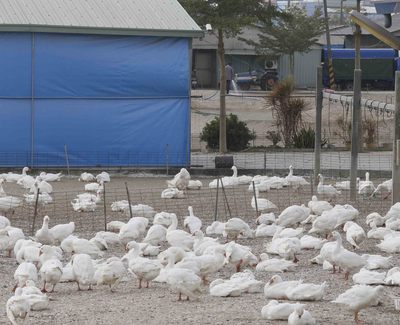 高雄市路竹區1鵝場發生鵝隻異常死亡，為防範疫情傳播，高雄市政府13日持續派員在水禽養殖場協助消毒等防疫工作。圖：中央社
