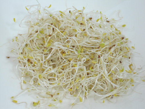 食藥署4日公布生鮮芽菜類的抽驗結果，發現9之以上的產品都大腸桿菌超標，生吃可能有健康疑慮。圖：食藥署提供