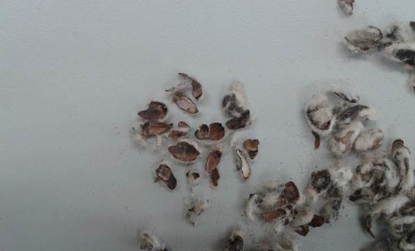 農委會說明，棉籽粕為美國、澳洲、中國及印度等棉籽生產國經常使用之飼料原料，惟我國飼料廠使用情形並不普遍。圖:農委會提供