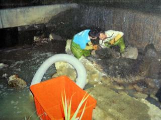 彰化傳出多家電鍍廠偷排有毒廢水，農糧署今天公布下游農田稻米的抽驗結果，11件樣本皆符合標準。圖：中央社資料照片。