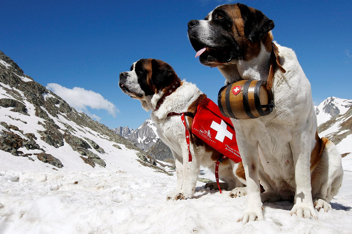 聖伯納犬是瑞士知名犬種。圖片：達志影像/美聯社