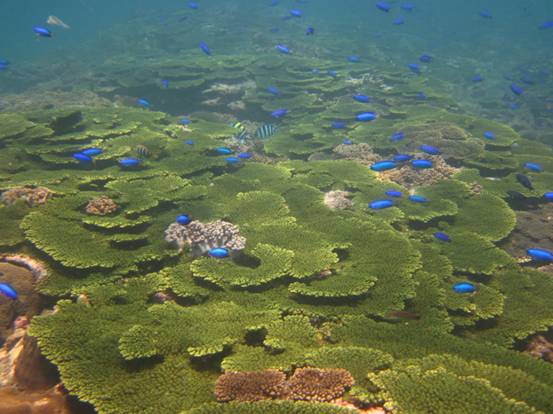 澎湖南方四島海域繽紛多樣的珊瑚礁生態景觀。圖：翻攝中華民國海洋國家管理處官網