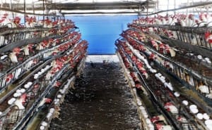中國廣東省4日通報，再增加3例人感染H7N9禽流感確診病例，其中2人死亡。圖：中央社資料照片
