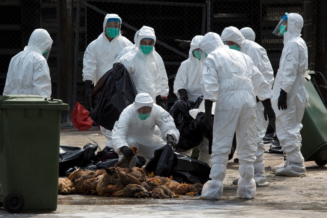 中國香港地區28日撲殺2萬隻雞。圖片來源：達志影像/路透社。