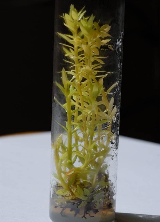 經芽體增殖培養後所獲得之垂枝石松再生苗群。圖片3-3來源：農委會林業試驗所。