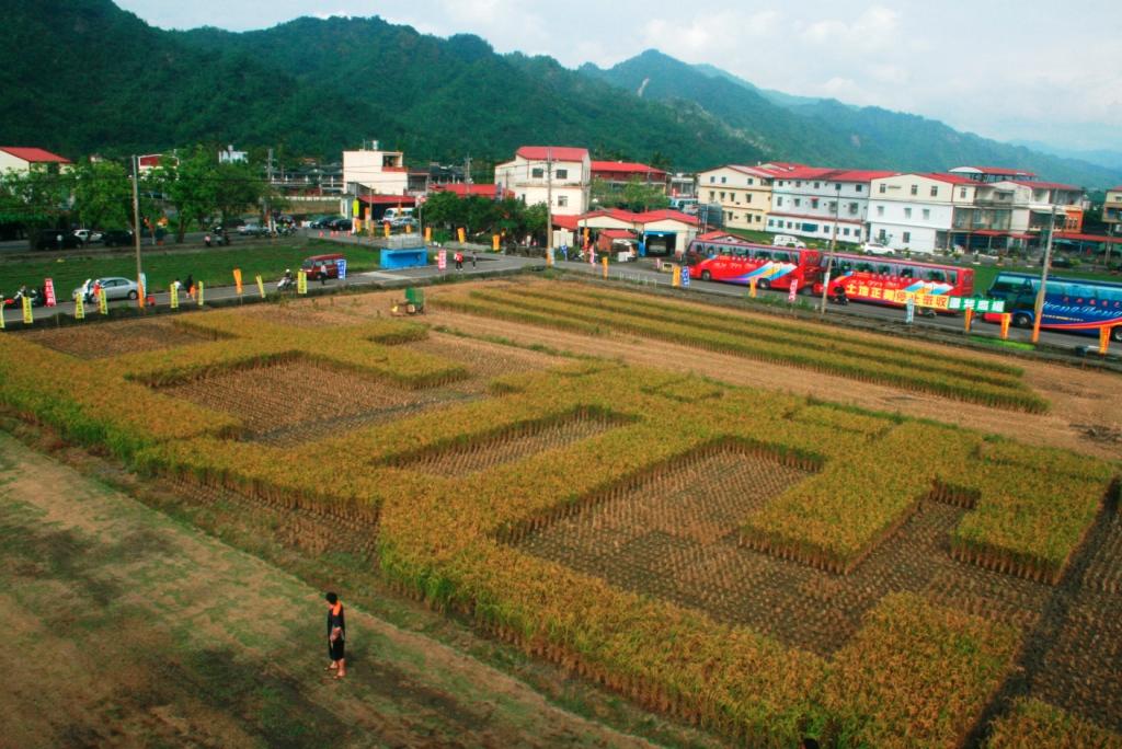美濃當地農民及年輕人用兩天的時間，割出凱稻的土地正義四個大字，圖為土地的形狀。圖片來源:莊豐嘉攝影