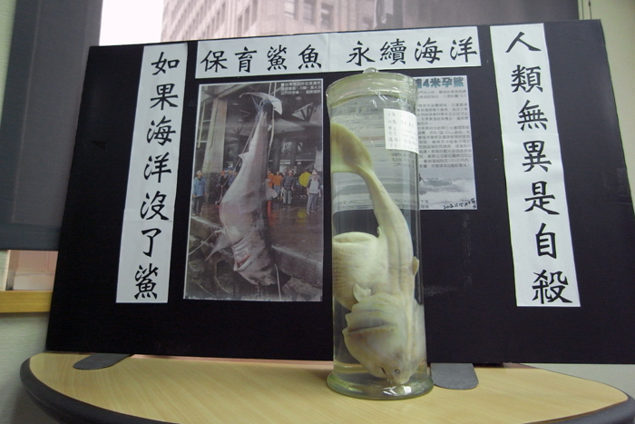 這是14日在台東捕獲大白鯊腹中的小鯊，由於漁民並不清楚如何保護，讓母鯊腹中9隻小鯊都一起死亡，這對一胎只有2到10隻的大白鯊來說非常令人惋惜。圖：楊宗興/攝