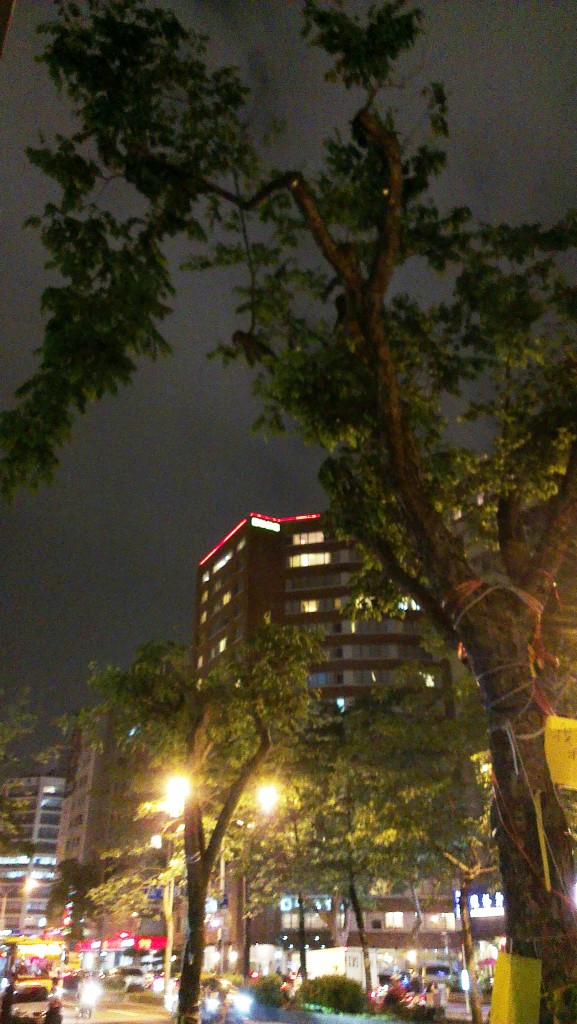 今天已經貼出公告將於明天早上移除忠孝東路的楓香樹，只因為這13棵樹未獲樹委會認定是老樹。圖：李雲深/攝