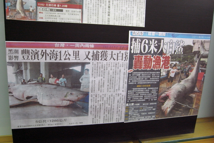 台灣東海岸近來連續發生漁民捕獲鯊魚的事件，媒體紛紛報導。圖：楊宗興/攝
