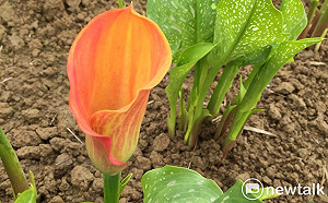 春天花轟季！彩芋冒出頭了