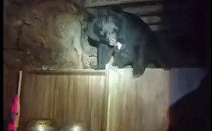 台灣黑熊驚現向陽山屋覓食！登山隊員腿軟仍拍下身影