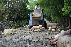 823水災及開學影響 雞蛋供應年底前難回穩