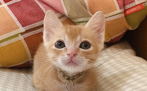 寵物食品標示要看清！挑選4要點報你知