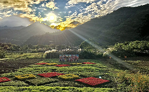 花彩節遊玩攻略看過來！超美薰衣草花海周末登場