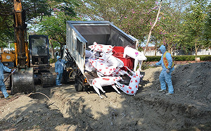 從掩埋到燒毀模擬演習！非洲豬瘟疫情全面戒備