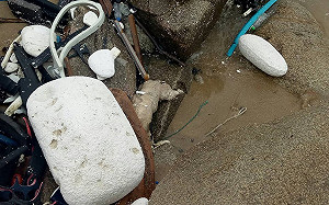 更新》金山衝浪點砂珠灣驚見死豬？經解剖證實為狗