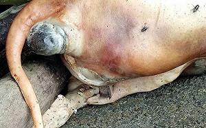 快訊》虛驚一場！岸巡證實  金山砂珠灣漂來的是狗不是豬