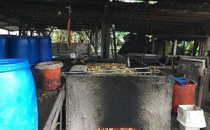 非洲豬瘟兵臨城下！仍有114場廚餘養豬尚未轉型、退場