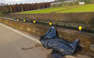 未感染非洲豬瘟！八德落羽松大圳斃死豬檢驗呈陰性