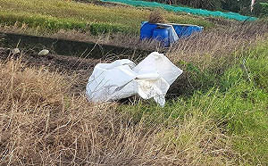 台中蚵察溝驚見死豬！動保處：立即焚燒處理