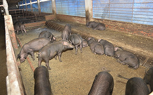 雲林開出全國首張罰單！養豬場廚餘未蒸煮罰當場開罰