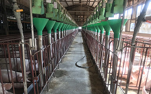 獨家》揭露價差3000元的產業祕辛！為何堅持廚餘養豬