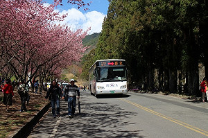 櫻花季來囉！武陵農場2月賞櫻專車預售票1/17開賣