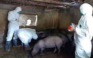 跟上防疫腳步！新竹市今辦理非洲豬瘟防疫演習