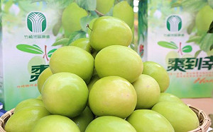 保障農民！農委會今年再推6項農業保險