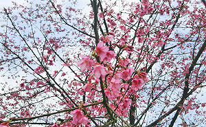 賞櫻不用飛日本！新北坪林區第一株櫻花綻放了