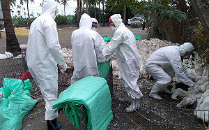 禽流感禽場第6例！雲林雞場撲殺16728隻土雞