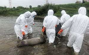 無感染非洲豬瘟！桃園2死豬檢驗結果陰性