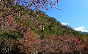 走春賞櫻來這裡！奧萬大緋寒櫻盛開一片火紅超浪漫