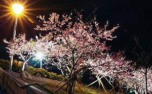 過年賞櫻來這裡！「內湖樂活夜櫻季」櫻花步道宛若仙境